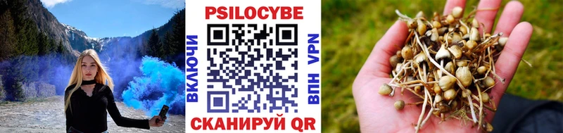 Псилоцибиновые грибы Psilocybe Ладушкин